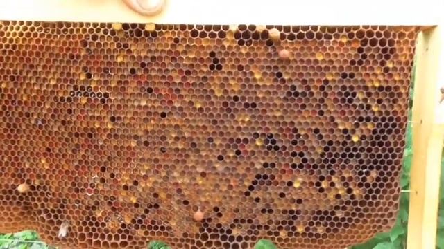 Лучшая перговая рамка моей пасеки 2020. смотреть онлайн