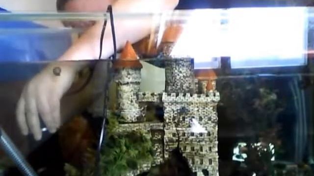 Как быстро почистить аквариум смотреть онлайн