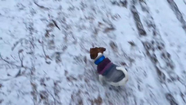 Американский стаффордширский терьер и Джек рассел терьер. Amstaff Terrier And Jack Russell