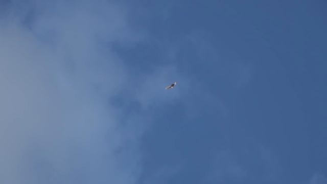 Бойные голуби очень высоко поднялись г Москва смотреть онлайн
