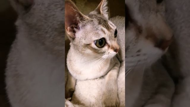 ♥️Сингапурская кошка-самая мелкая в мире порода кошек♥️ смотреть онлайн