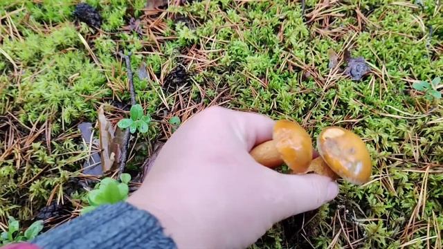ПРОГУЛКА В ЛЕС ??И ЧУДО БЕЛЫЙ ГРИБ? смотреть онлайн