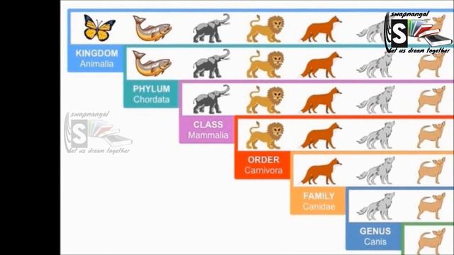 Grade 7 Natural scince - Biodiversity смотреть онлайн