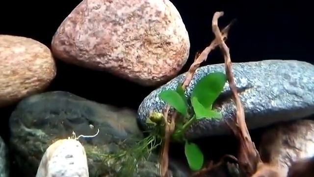 Красота - Melanochromis Maingano смотреть онлайн