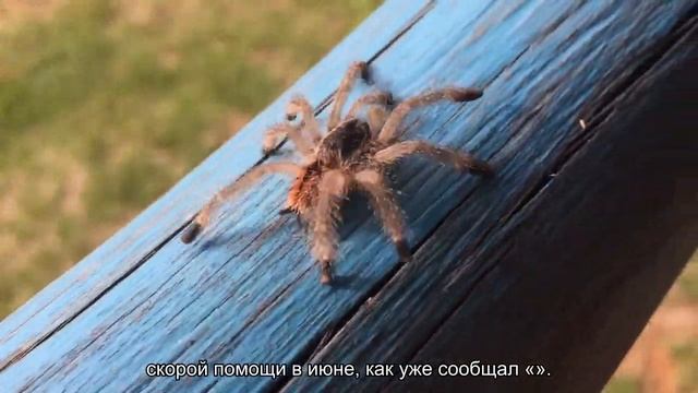 Уже четыре петербуржца пострадали от укусов змей