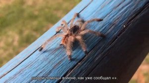 Уже четыре петербуржца пострадали от укусов змей