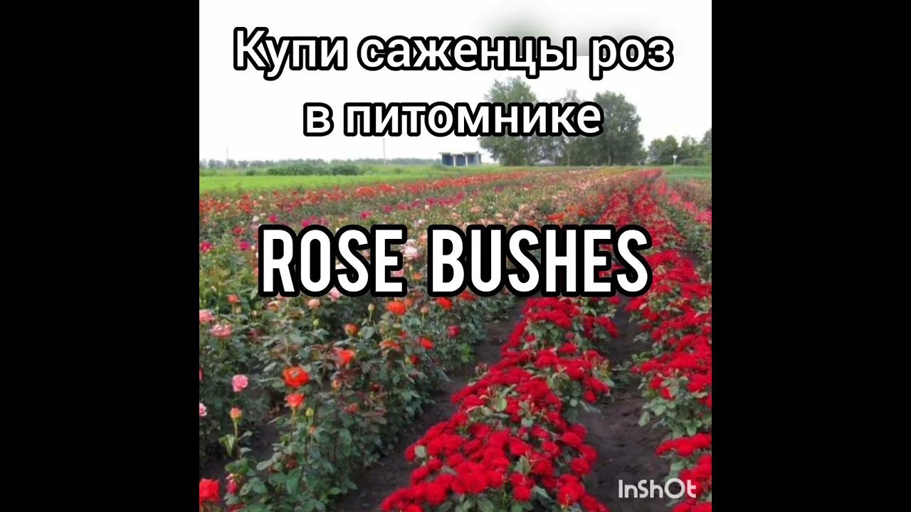 Заказать саженцы можно на сайте: Rosebushes.ru⚡️ Telegram, WA 8928-765-76-78⚡️Доставка по России смотреть онлайн