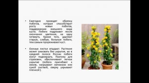 КЕРИЯ