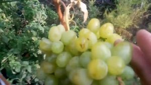 виноград дар божий 2020г. Самара 89277329034