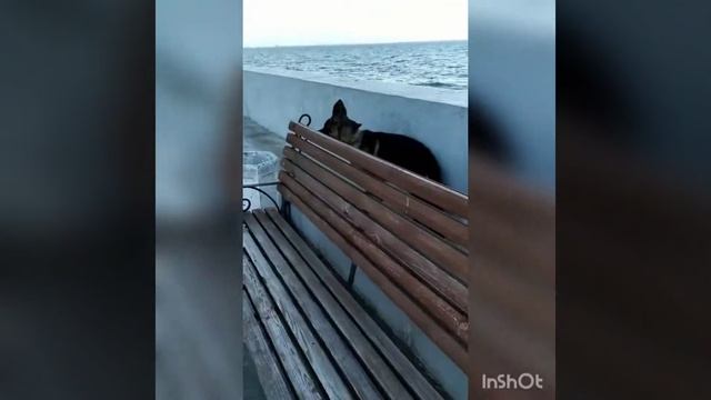 Прогулки Немецкой Овчарки смотреть онлайн