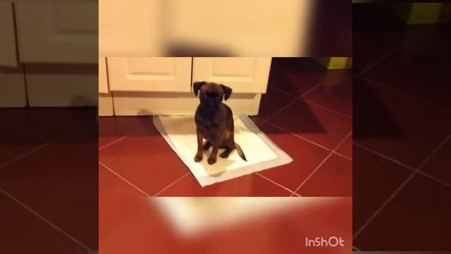 Пти Брабансон Абби, г. ПИТЕР. Выпускница нашего питомника