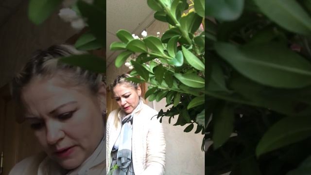 Корзинка с живыми цветами и шоколадкой смотреть онлайн