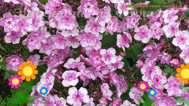 Флокс метельчатый Конек-Горбунок. Краткий обзор, описание phlox paniculata Konek-Gorbunok смотреть онлайн