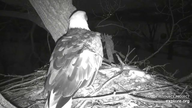 Decorah Eagles. Mom & DM2 on the Y and N1 - explore.org 01-29-2022 смотреть онлайн