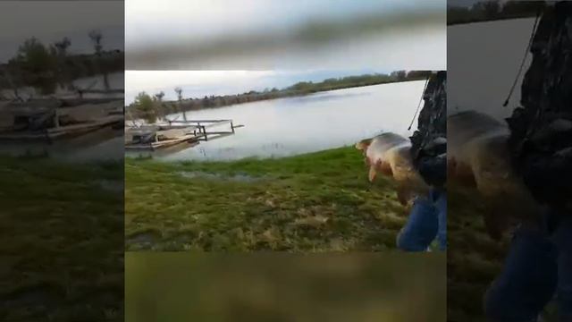 Платная рыбалка, пруд Черноморец 10.05.20г. Карп на 6кг.500г. смотреть онлайн