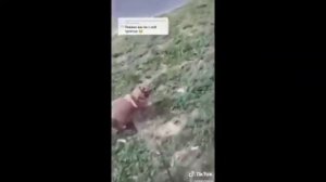 Парень и чихуахуа (ВСЕ ВЫПУСКИ)