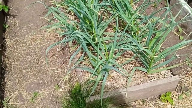 Как выглядит мой огородный участок на середину июня. #Обзор моего участка. Мой огуречник. смотреть онлайн