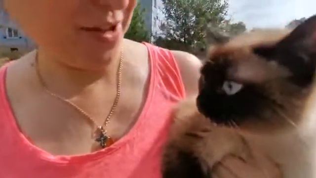 Печально.. ДЕТИ УЕЗЖАЮТ/ Кошка слюни пускает15июля2020г смотреть онлайн