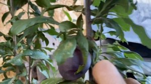 Особенности выращивания колоновидной сливы. Сбор урожая колоновидной сливы.