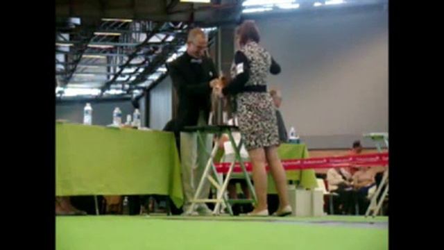Championnat de France - Basenji Classe Champion Femelles - NIRSE KIBIBI.mp4 смотреть онлайн