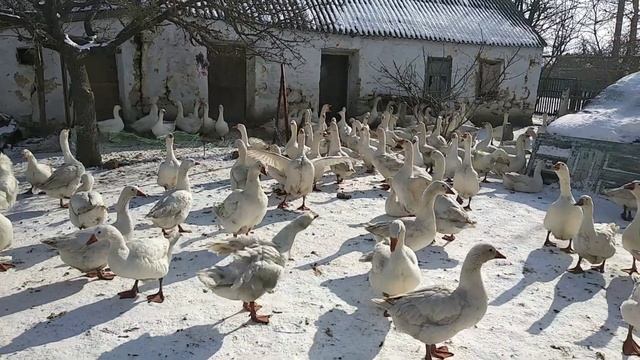 Запахло Весной !!! Ловилка гусей !!!