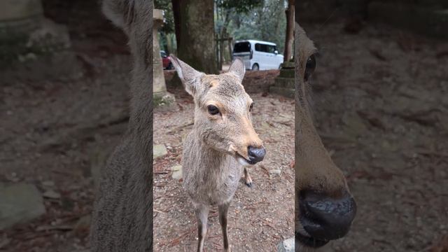 鹿に大好物のドングリ与える🦌【奈良公園】4Ｋ смотреть онлайн