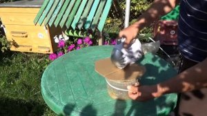 Извлекаю пергу в домашних условиях. Как выбить пергу. Как добыть пергу из сот. Хранение перги.