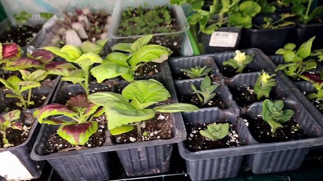 РЕАЛЬНАЯ жизнь с детьми ?? Готовим?Хулиганство?Рассада?Настя с Цыплёнком смотреть онлайн