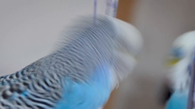 Budgie Singing To Mirror For 1 Hour | Parakeet Sounds