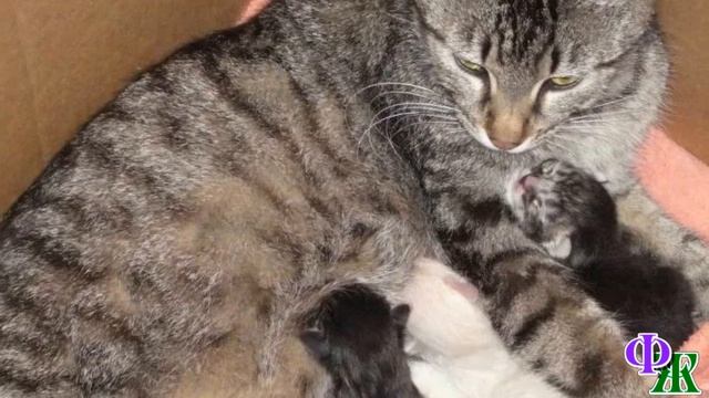 У Кота Птаха была послеродовая депрессия. Это кошке легко – родила и всё, отдыхай. А ему? смотреть онлайн