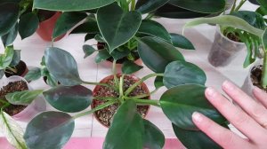 Вариегатность своими руками. Возможно восстановить вариегатность у растения?