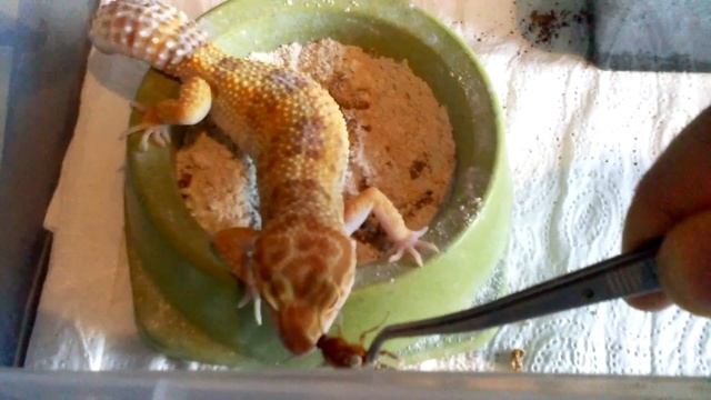 #95 Karmienie dwóch samic gekona lamparciego Eublepharis macularius TREMPER ALBINO смотреть онлайн