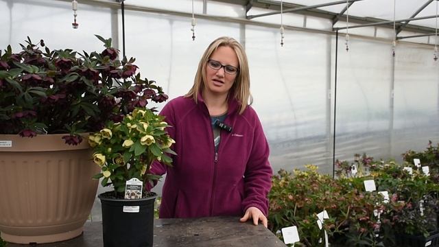 Hellebore Production Tips | Walters Gardens смотреть онлайн