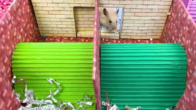 ? Hamster Escapes Super Car Race Maze for Pets in real life ?Mr Hamster #2 смотреть онлайн