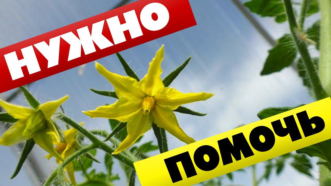 Помидоры не завязываются в теплице Нужно помочь томатам! смотреть онлайн