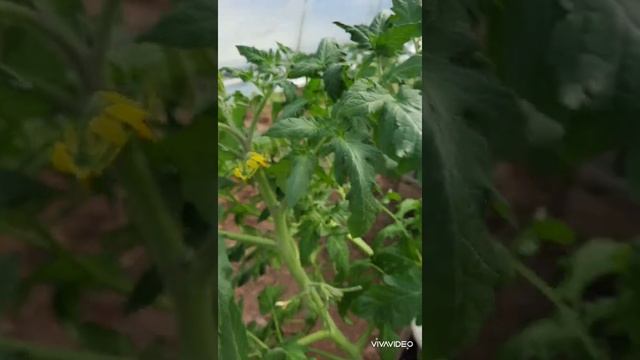 Высадка томатов в теплицу 2022 смотреть онлайн