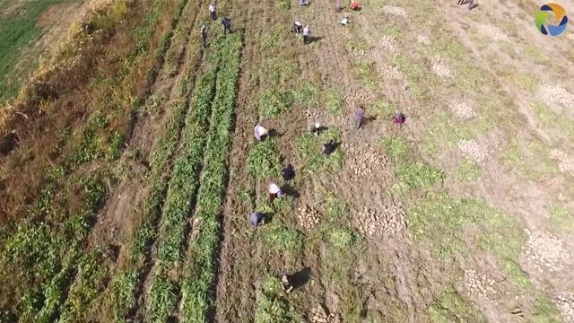 ВЫРАЩИВАНИЕ САХАРНОЙ СВЕКЛЫ – ОСОБЕННОСТИ ТЕХНОЛОГИИ. КХ Искандер, Мерке 2017. смотреть онлайн