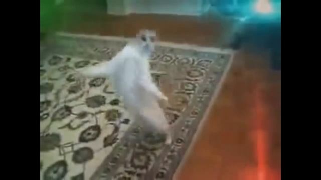 #Коты танцуют׃ Опа Ган-Гам стаил. Прикольное видео# смотреть онлайн