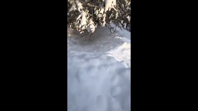 СНЕГОСТУПЫ! Наст или пухляк ? смотреть онлайн