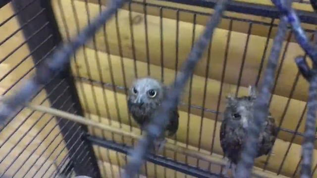 мини совы смотрящие прямо в душу смотреть онлайн