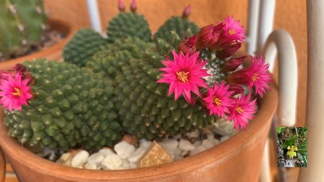 Кактусы цветут. Обзор на весну. смотреть онлайн