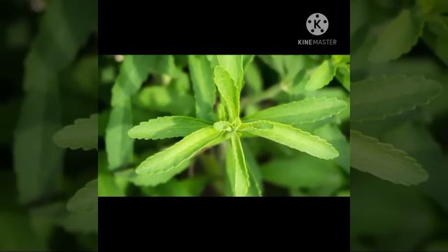 Benefits of Stevia смотреть онлайн