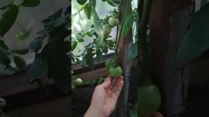 томаты яблонька России