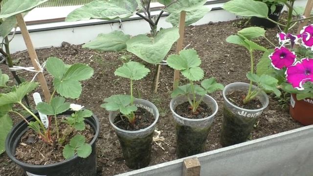 Клубника Монтерей и Эльвира спустя месяц после посадки фриго смотреть онлайн