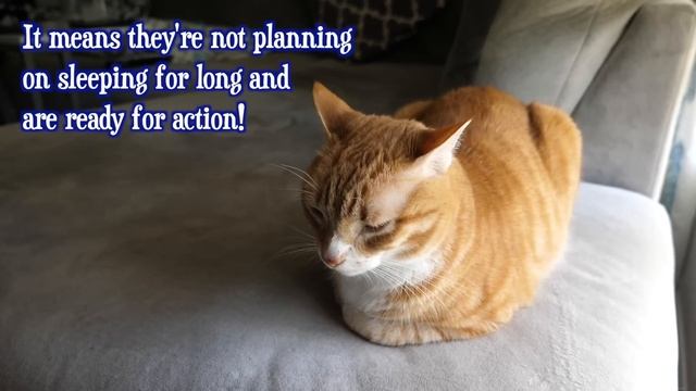 7 Cat Sleeping Positions and What They Mean смотреть онлайн