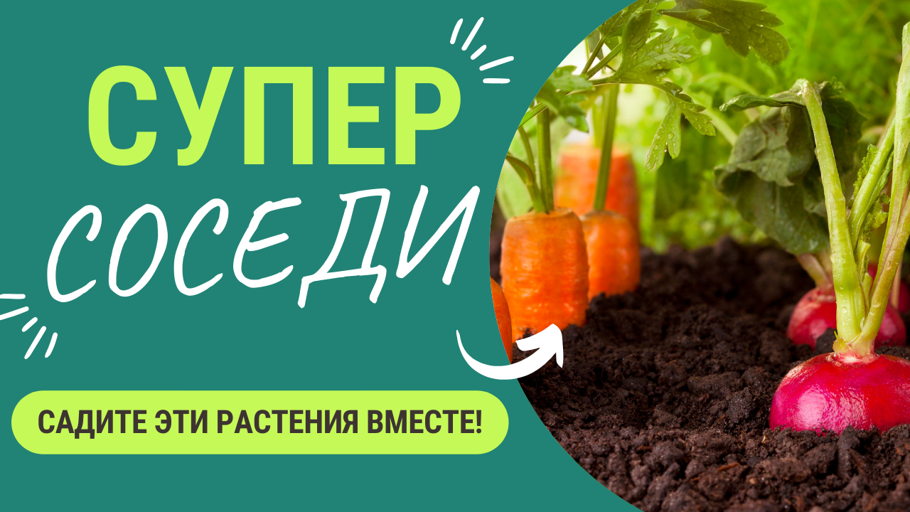 Уникальное соседство растений. Посадите эти растения вместе для большего урожая! смотреть онлайн