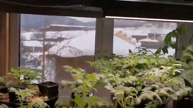 Мой огородик!!!БАЙКАЛЬЧИКИ ЦВЕТУТ смотреть онлайн