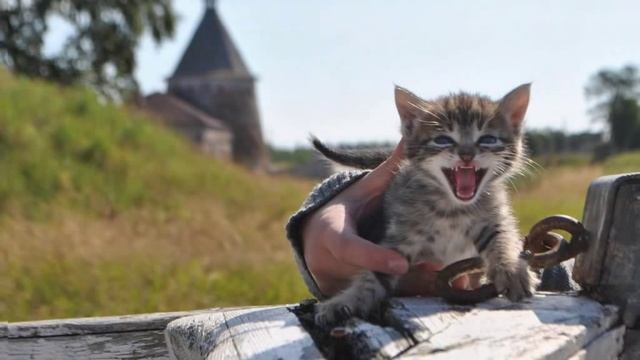 Корабельные коты смотреть онлайн