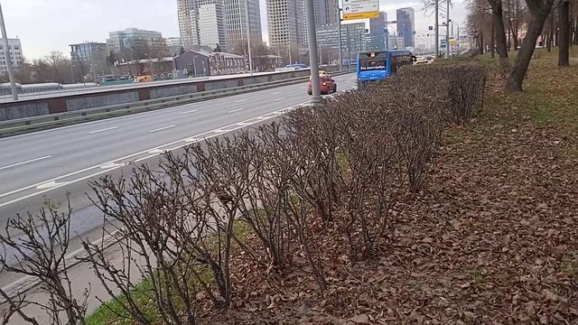 Много автобусов у Ленинградского проспекта. смотреть онлайн