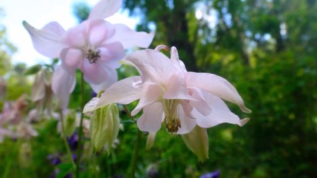 Май 12, 2023 года.  Аквилегии и не только.